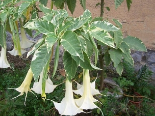 Brugmansia 'Maya' - Variegated Angel's Trumpet